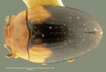Media type: image;   Entomology 33679 Aspect: habitus dorsal view